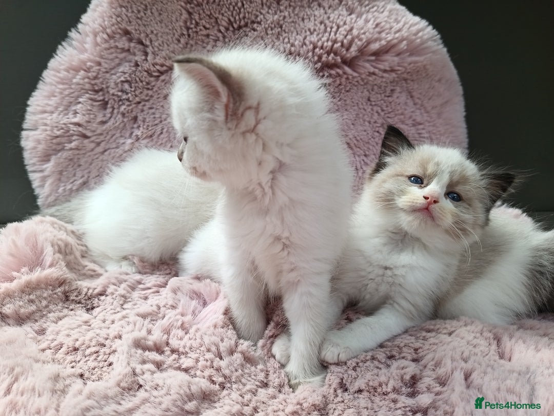 Ragdoll cats for sale: ***Ready Now Ragdoll Boys Ready For New Homes. - Image 20