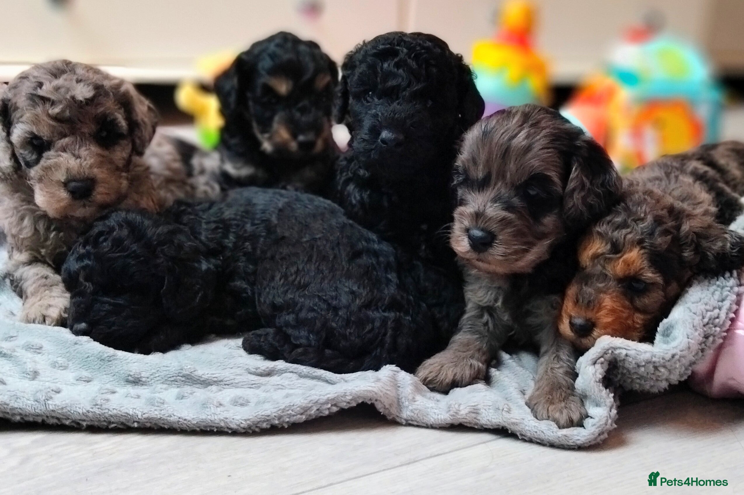 Cavapoo dogs Stunning F2B Cavapoo's Health Tested - Advert 13