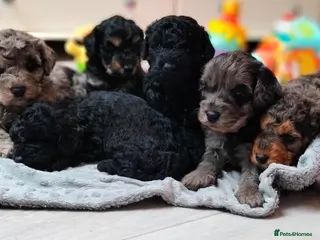 Cavapoo dogs Stunning F2B Cavapoo's Health Tested - Advert 13