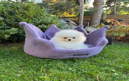 Pomeranian dogs for sale: SUPER TINY ICE WHITE POMERANIAN BOY - Image 3