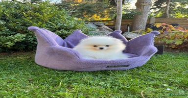 Pomeranian dogs - Advert 13