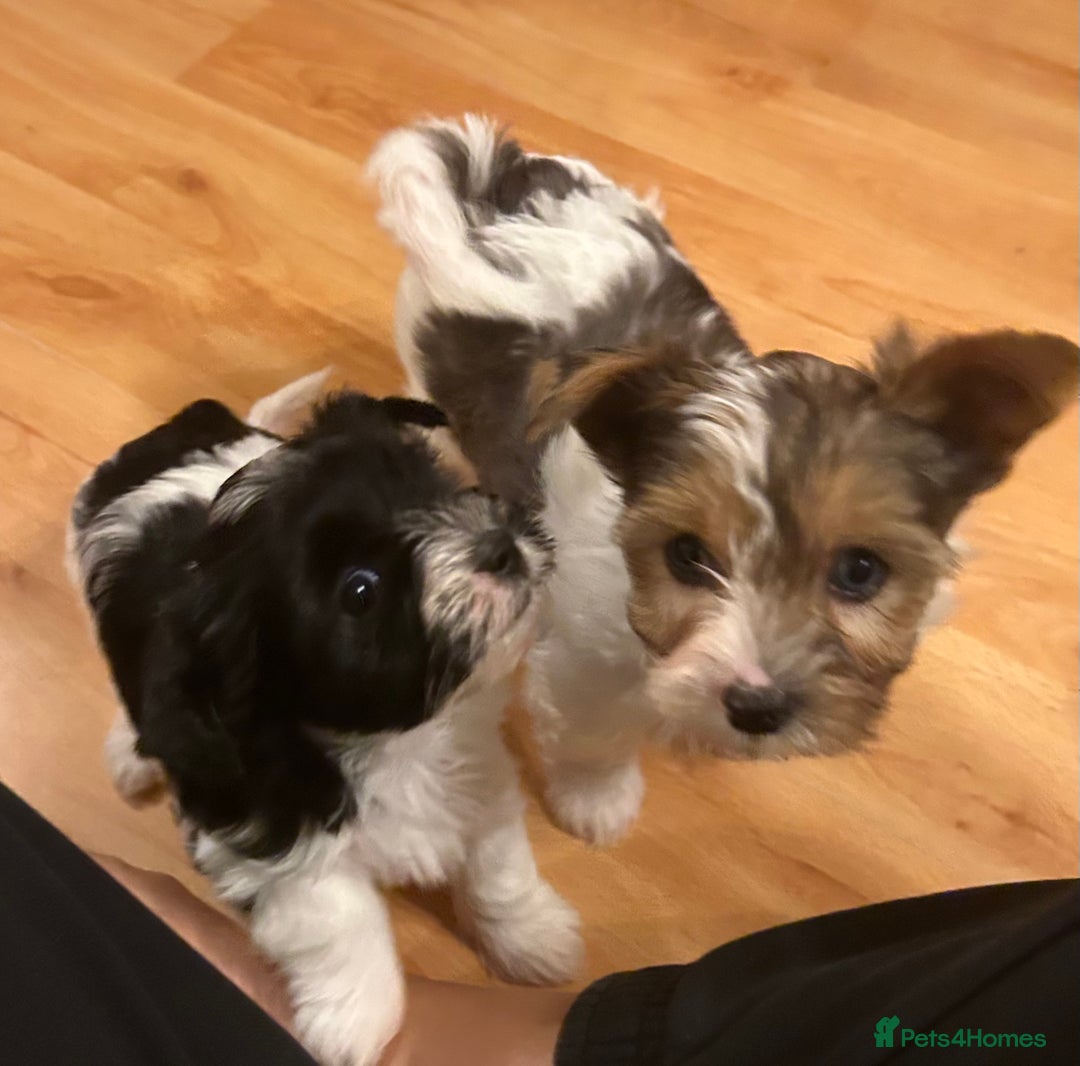 Yorkshire Terrier dogs for sale: Colourful Yorkshire terrier - Image 1