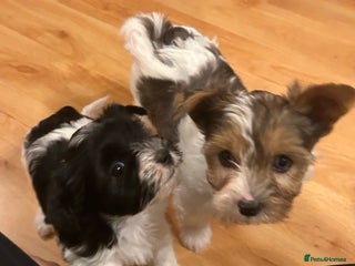 Yorkshire Terrier dogs - Advert 7