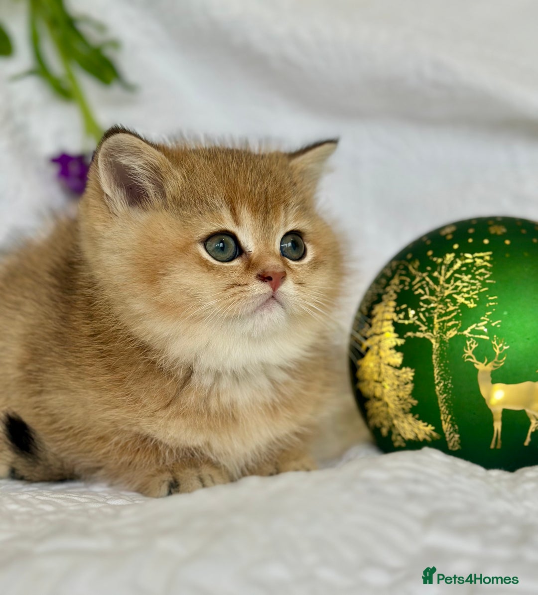 Scottish Fold cats for sale: 🌟Beautiful Scotish Fold/Straight Baby’s 🌟 - Advert 1