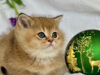 Scottish Fold cats 🌟Beautiful Scotish Fold/Straight Baby’s 🌟 - Advert 5