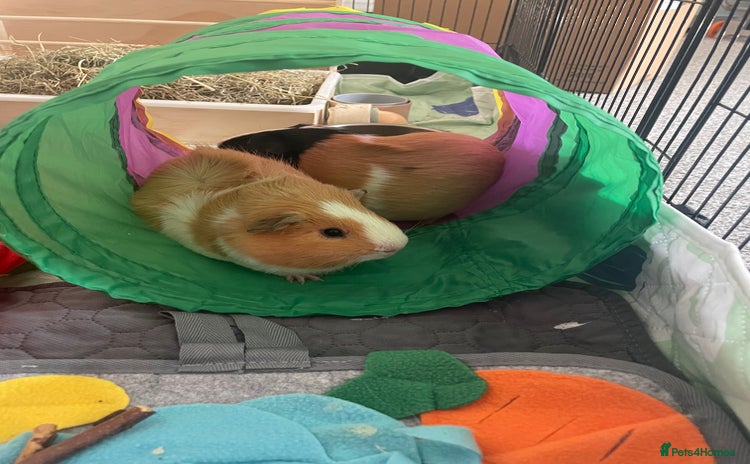 Guinea Pig rodents - Advert 1