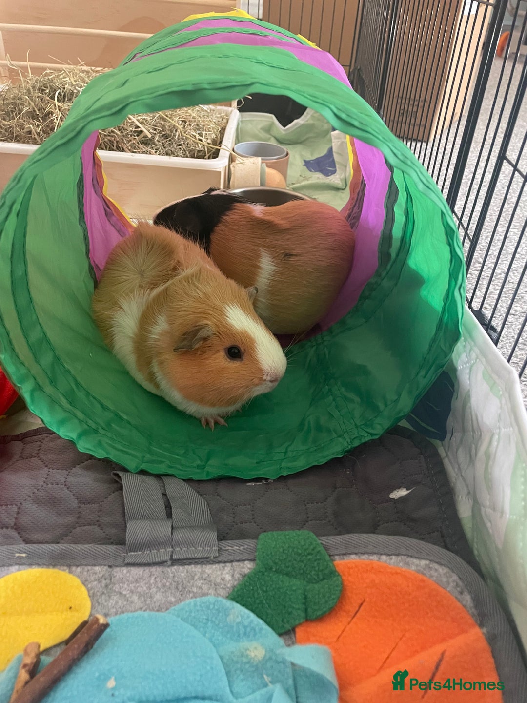 Guinea Pig rodents for sale: 2 male bonded guinea pigs  - Image 1