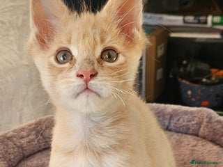 Maine Coon cats STUNNING XL MAIN COONS - Advert 6