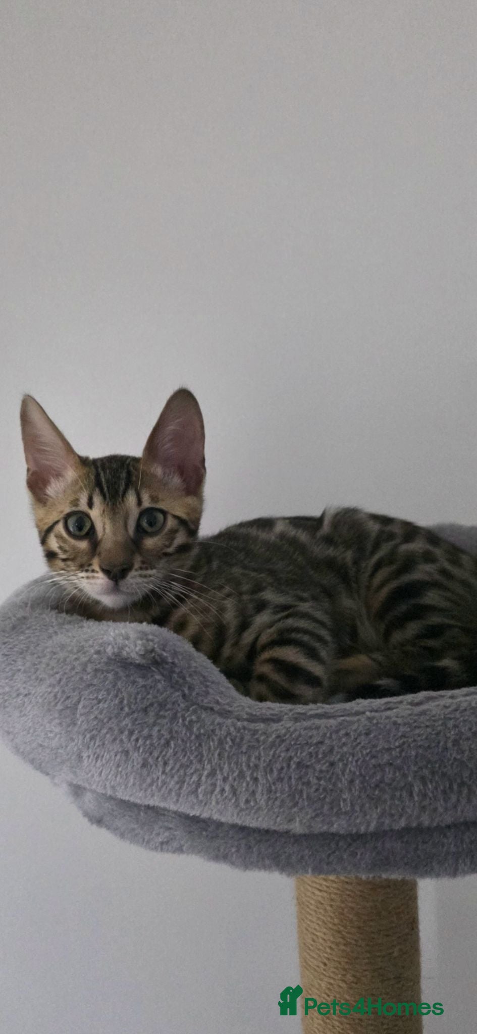 Bengal cats Male Bengal kitten - Advert 2