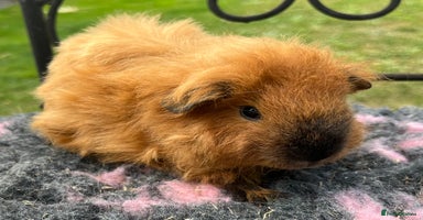 Guinea Pig rodents - Advert 5