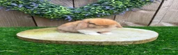 Mini Lop rabbits for sale: ⭐️ QUALITY FRIENDLY BABY MINI LOPS ⭐️ - Advert 12
