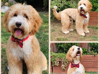 Labradoodle dogs in Kettering - Advert 3