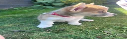 Welsh Corgi Pembroke dogs for sale: REDUCED — Fully Vaccinated Pembroke Welsh Corgi   - Advert 14
