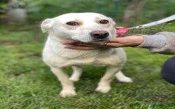 Mixed Breed dogs for adoption: 💖🐶 BILOCHKA 🐶💖 - Image 11