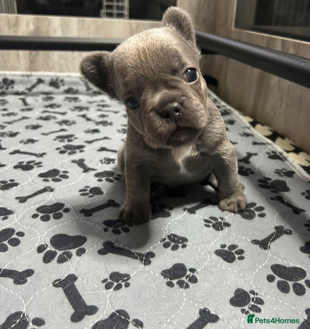 French Bulldog dogs for sale: French bulldogs , one fluffy (like his mum)  - Image 6