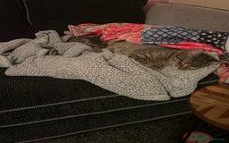 American Shorthair cats for sale: 2 beautiful tabbys  **  - Advert 8