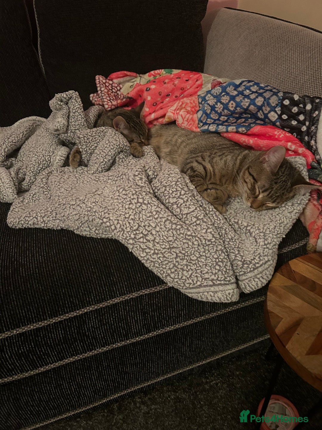 American Shorthair cats for sale: 2 beautiful tabbys  **  - Advert 8