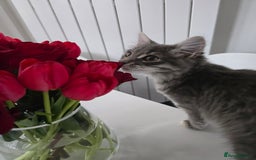Mixed Breed cats for sale: Darcy looking for her forever home  - Image 1