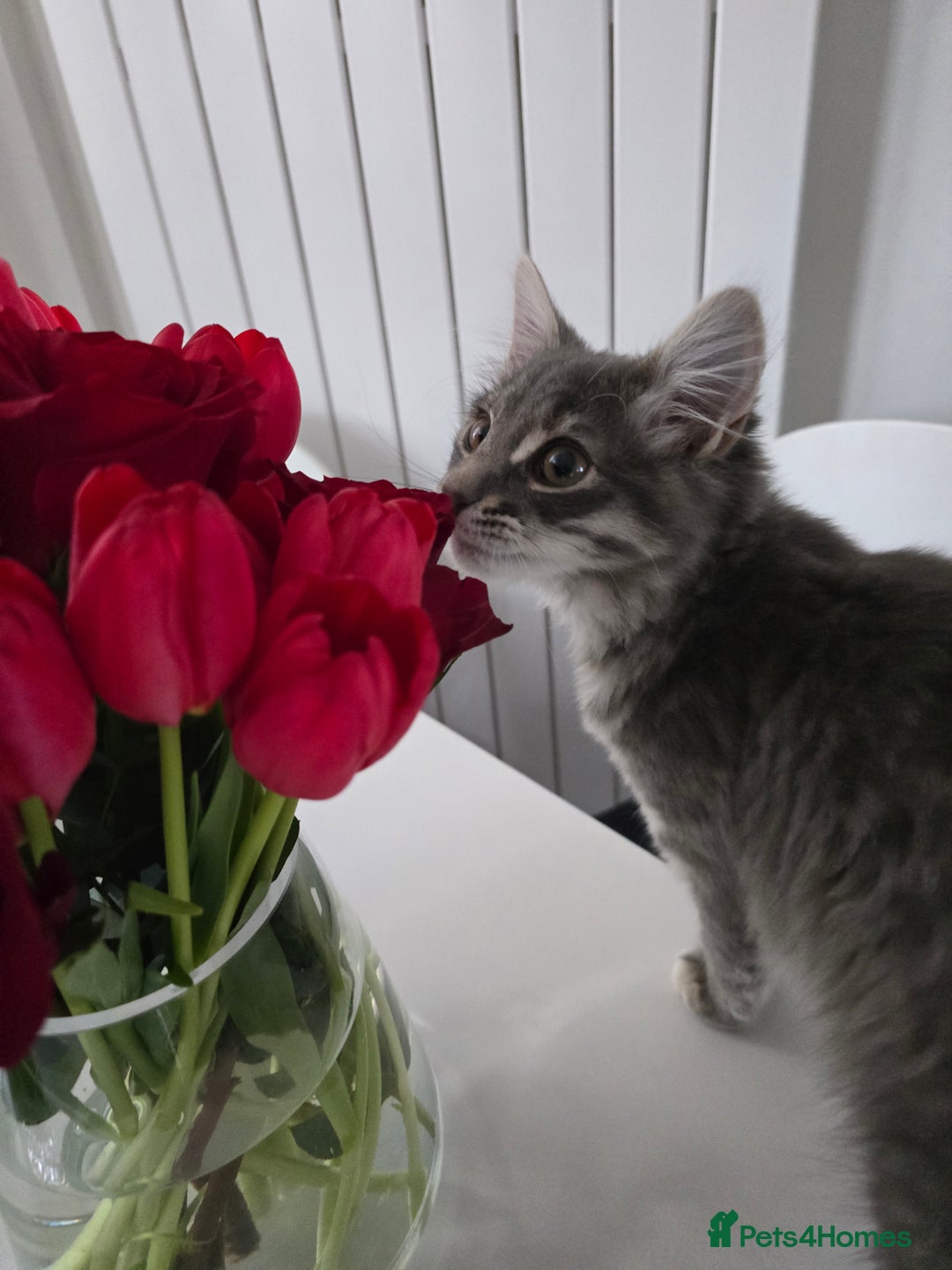 Mixed Breed cats for sale: Darcy looking for her forever home  - Image 1