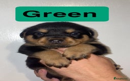 Rottweiler dogs for sale: 11 Chucky Rottweiler puppies for sale  - Image 27