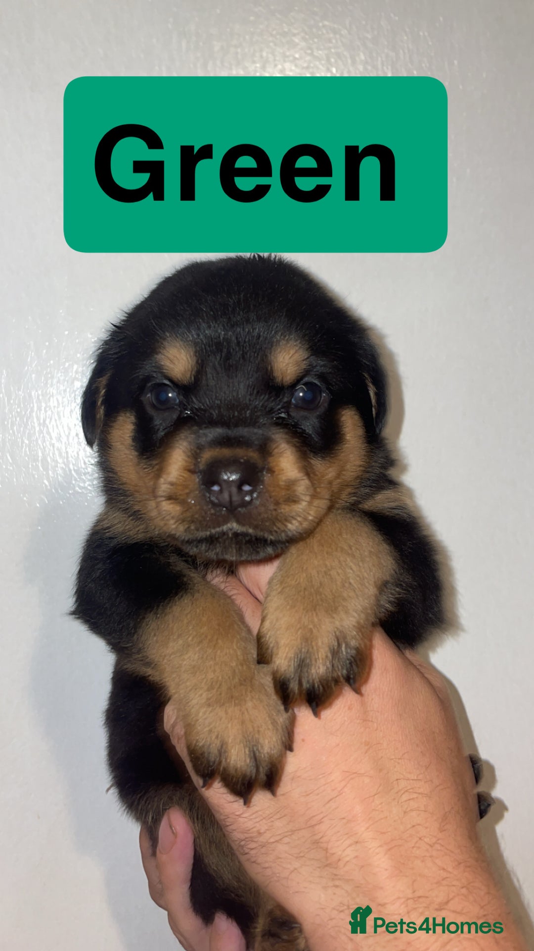 Rottweiler dogs for sale: 11 Chucky Rottweiler puppies for sale  - Image 27