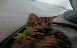 Mixed Breed cats for sale: Tabby kittens for sale - Image 10
