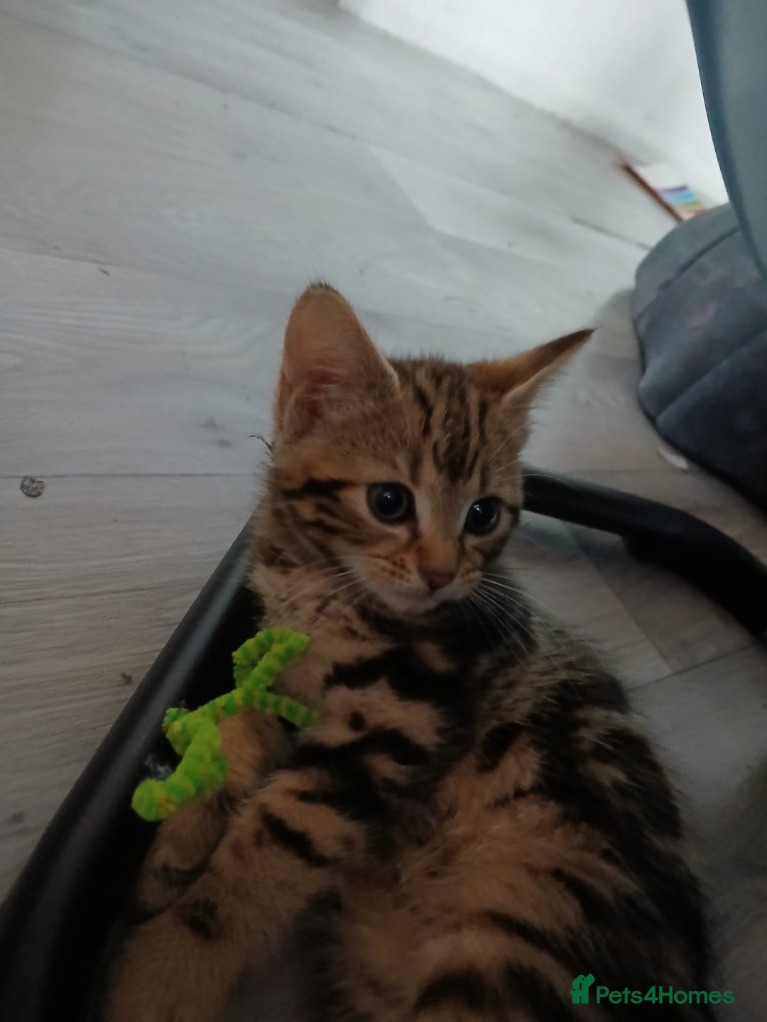 Mixed Breed cats for sale: Tabby kittens for sale - Image 10