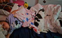 Mixed Breed cats for sale: Loving home needed for Chloe - Image 3