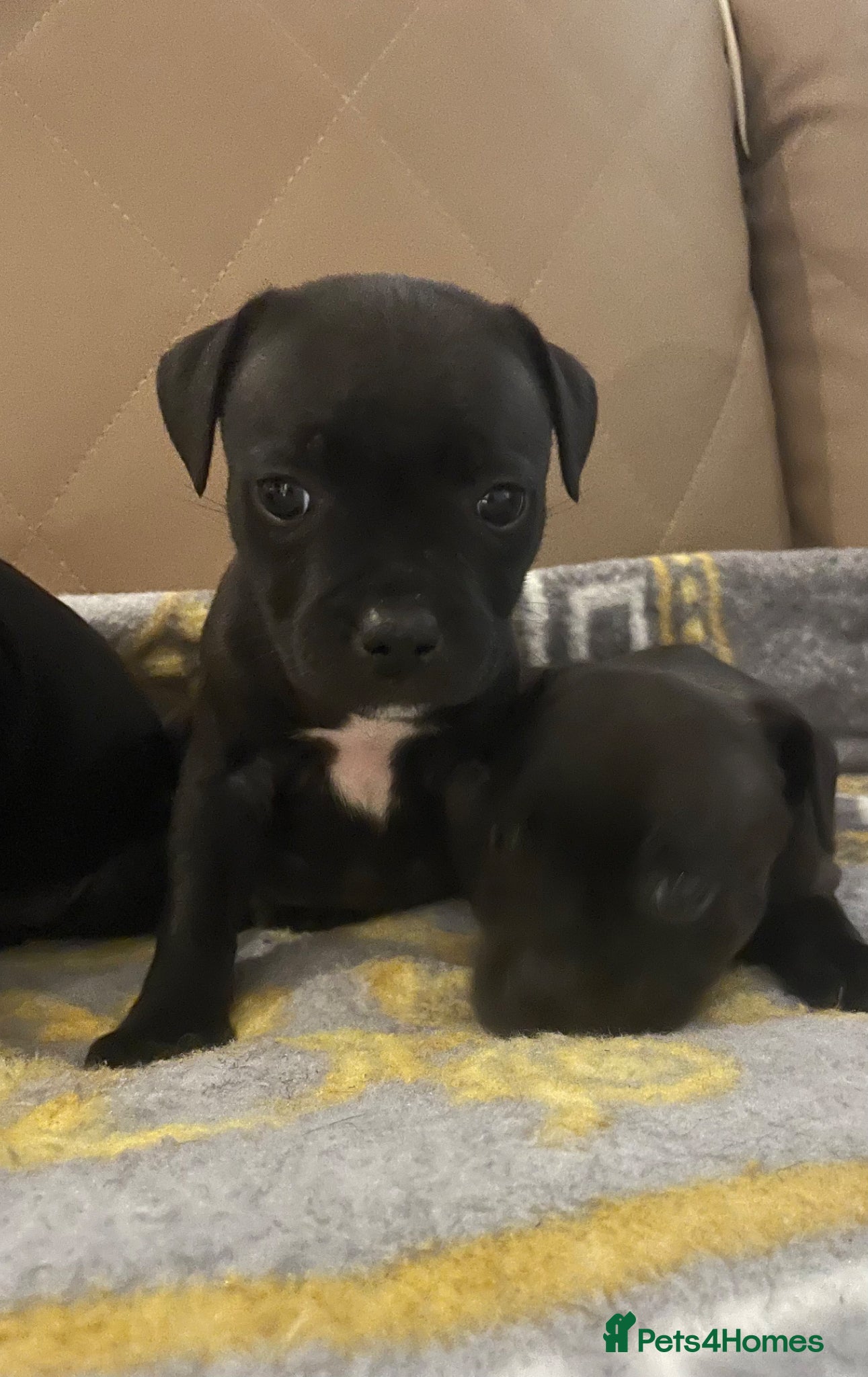 Staffordshire Bull Terrier dogs KC REGISTERED 3 BLACK BOYS 1 GIRL - Advert 2