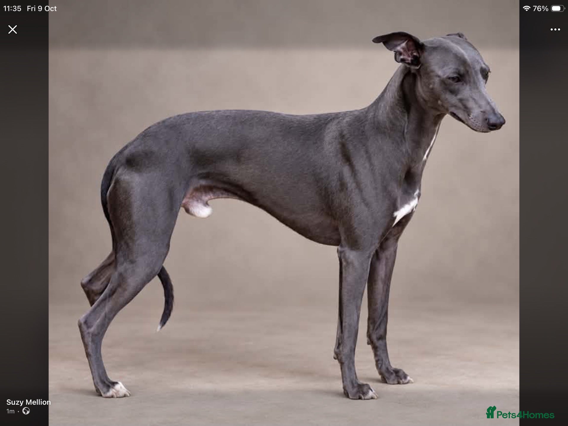 Whippet dogs Blue KC Whippet at Stud Health tested. - Advert 1