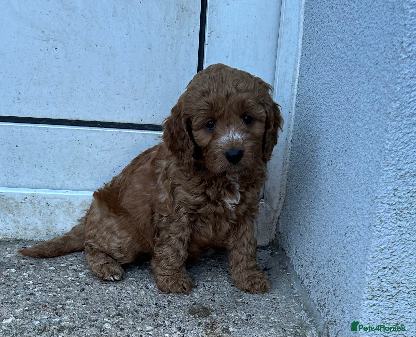 Cockapoo dogs 🐾 Adorable Cockerpoo Puppies for Sale, F1 - Advert 6