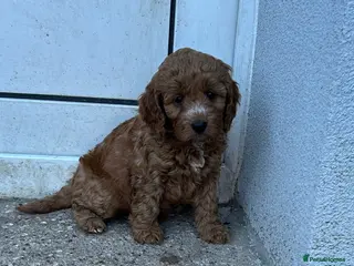Cockapoo dogs 🐾 Adorable Cockerpoo Puppies for Sale, F1 - Advert 6