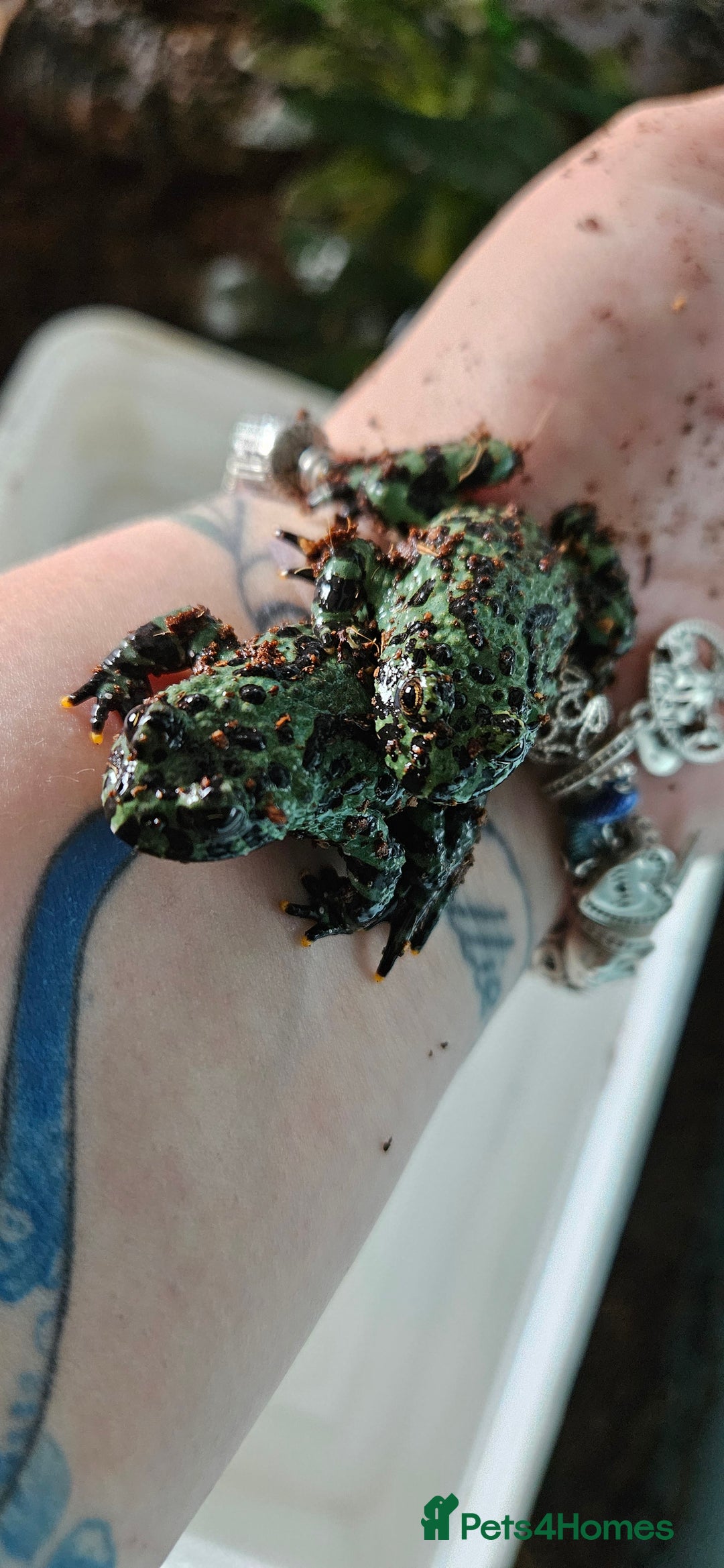 Frog reptiles for sale: 2 male oriental fire belly toads  - Image 3