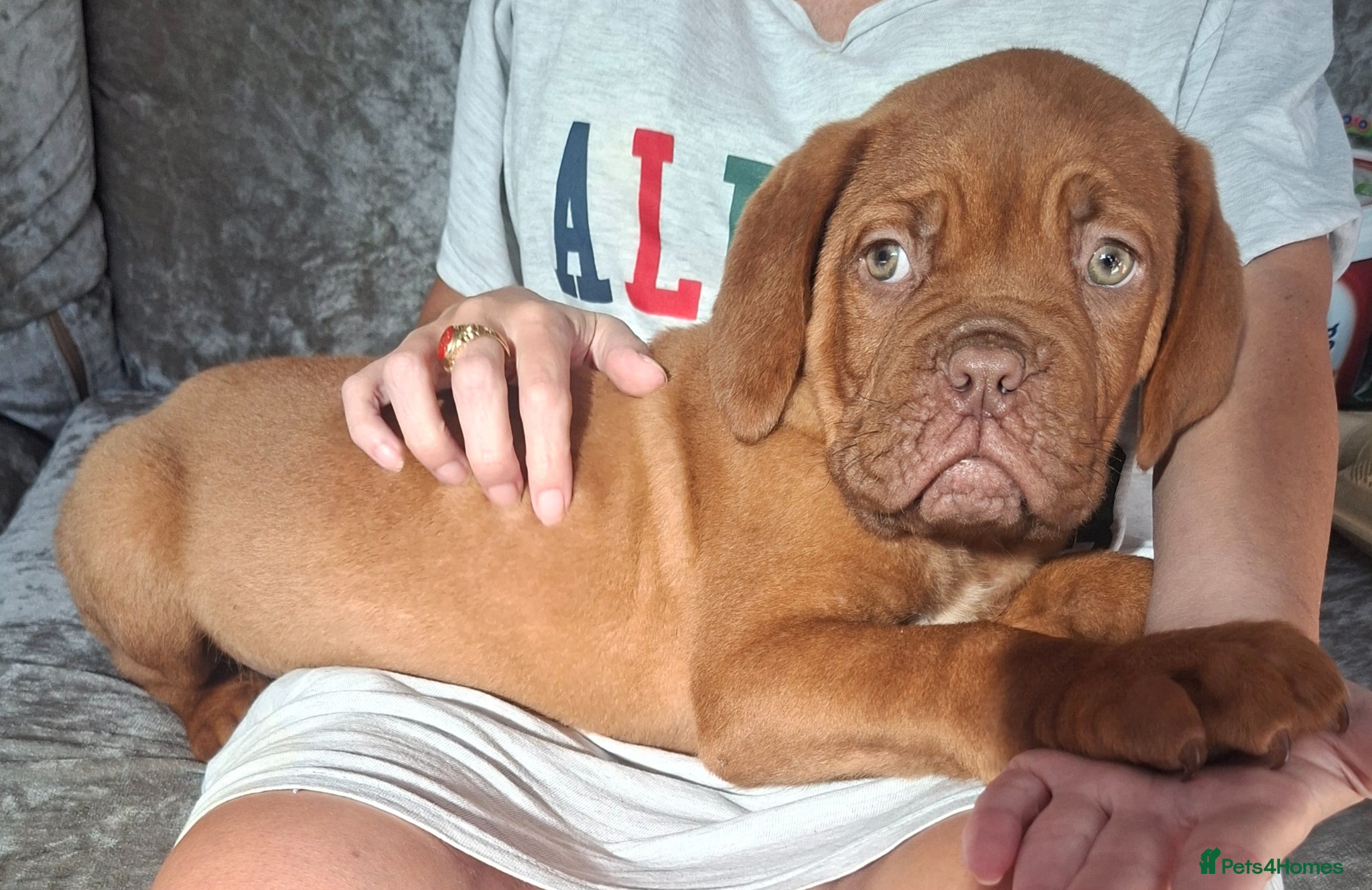 Dogue De Bordeaux dogs Pedigree Dogue De Bordeaux puppies - Advert 2