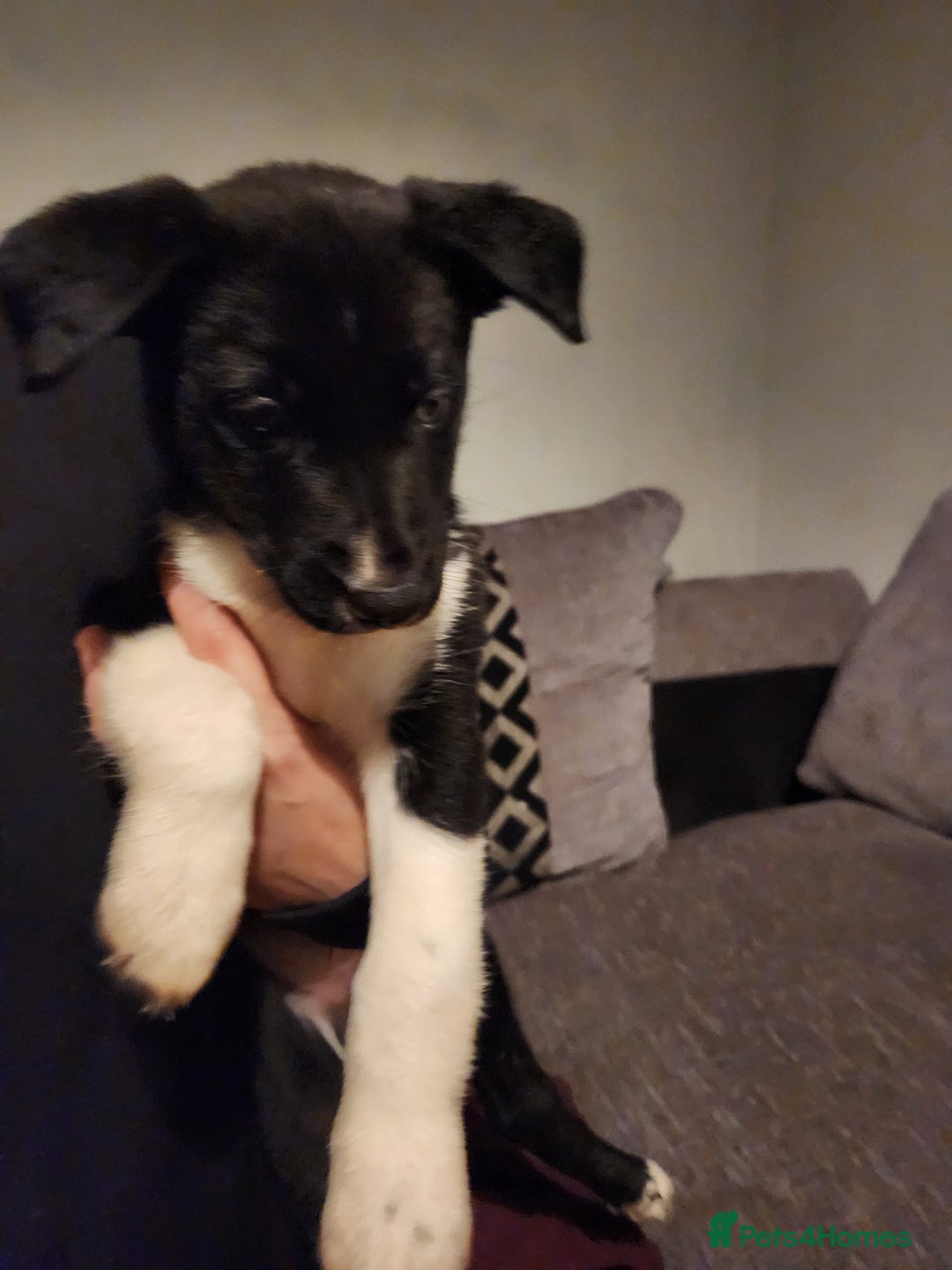 Border Collie dogs for sale: Border collie puppies - Advert 3