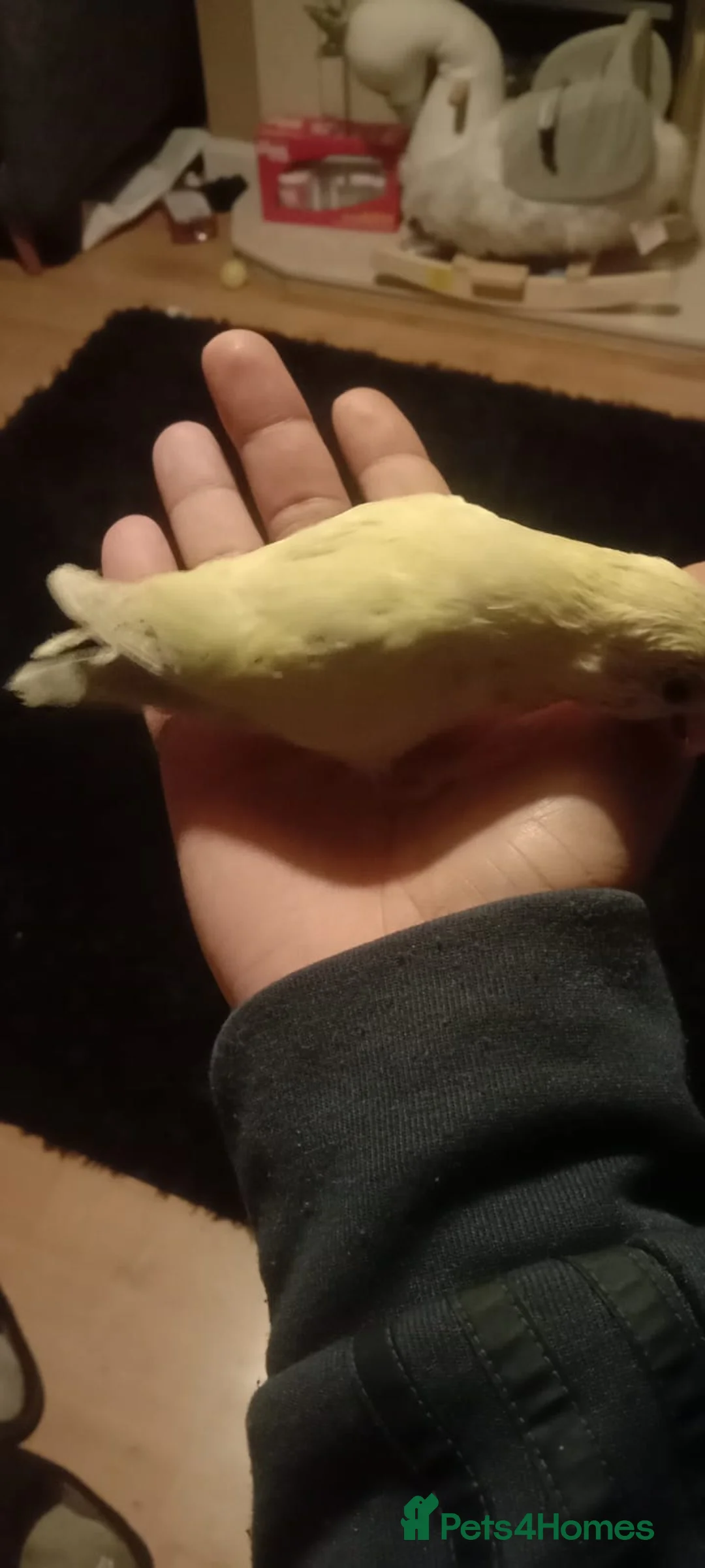 Lovebirds birds for sale: 8 tame lovebirds  - Advert 3