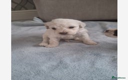 Cockapoo dogs for sale: Beautiful f1 cocker poo - Image 2