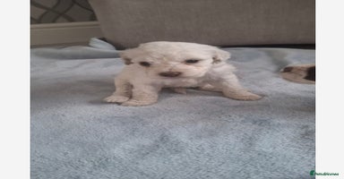 Cockapoo dogs - Advert 2