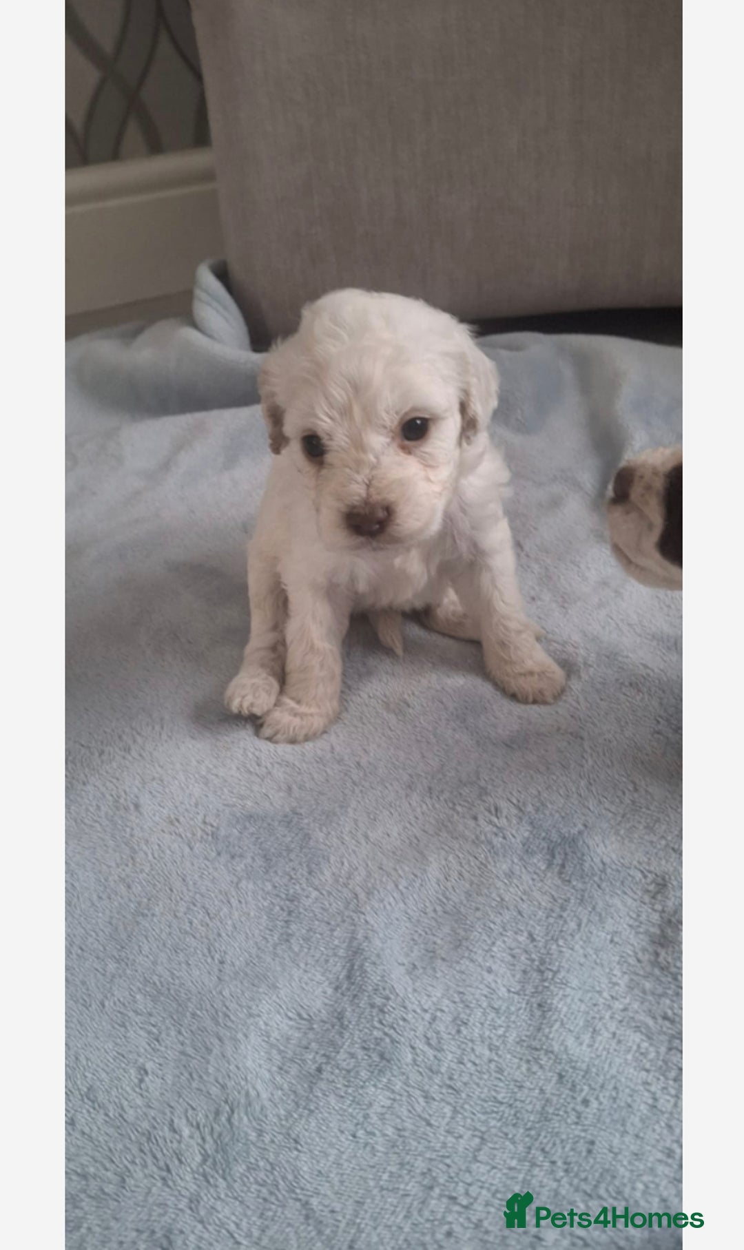 Cockapoo dogs for sale: Beautiful f1 cocker poo - Image 2