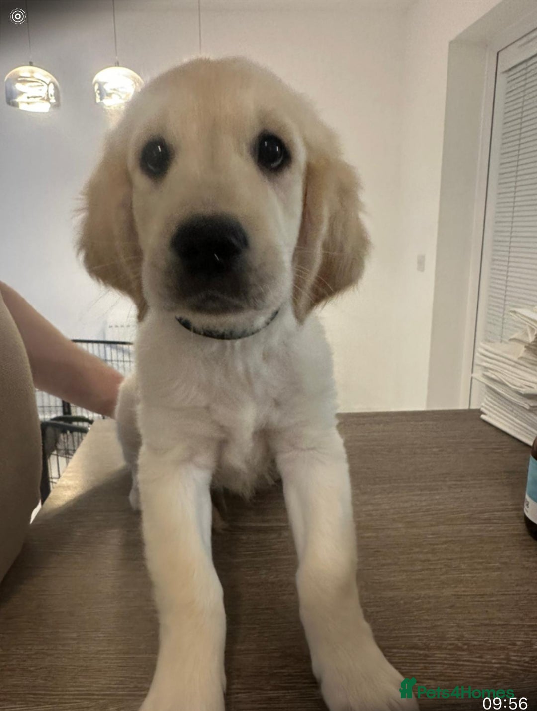 Golden Retriever dogs for sale: Golden retriever  - Advert 30