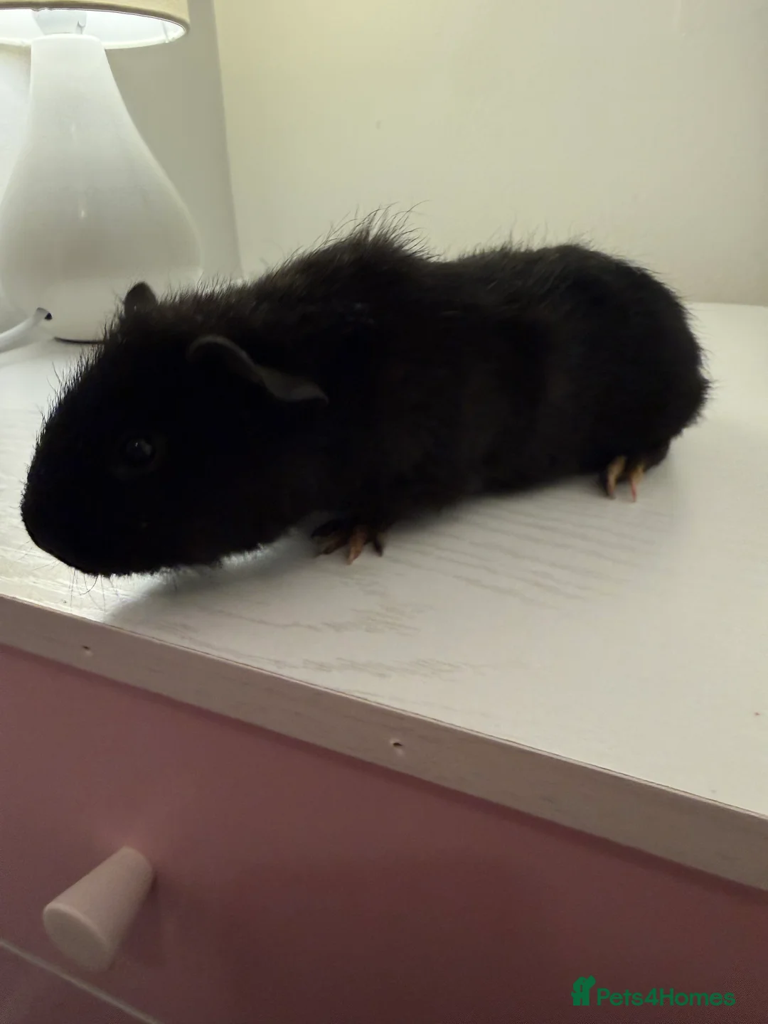 Guinea Pig rodents for sale: Baby guinea pigs  - Advert 6