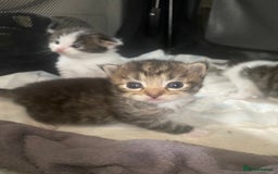 RagaMuffin cats for sale: Beautiful ragdoll x kittens 1 LEFT READY NOW - Image 14