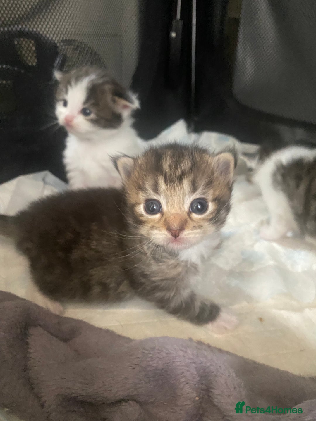 RagaMuffin cats for sale: Beautiful ragdoll x kittens 1 LEFT READY NOW - Image 14