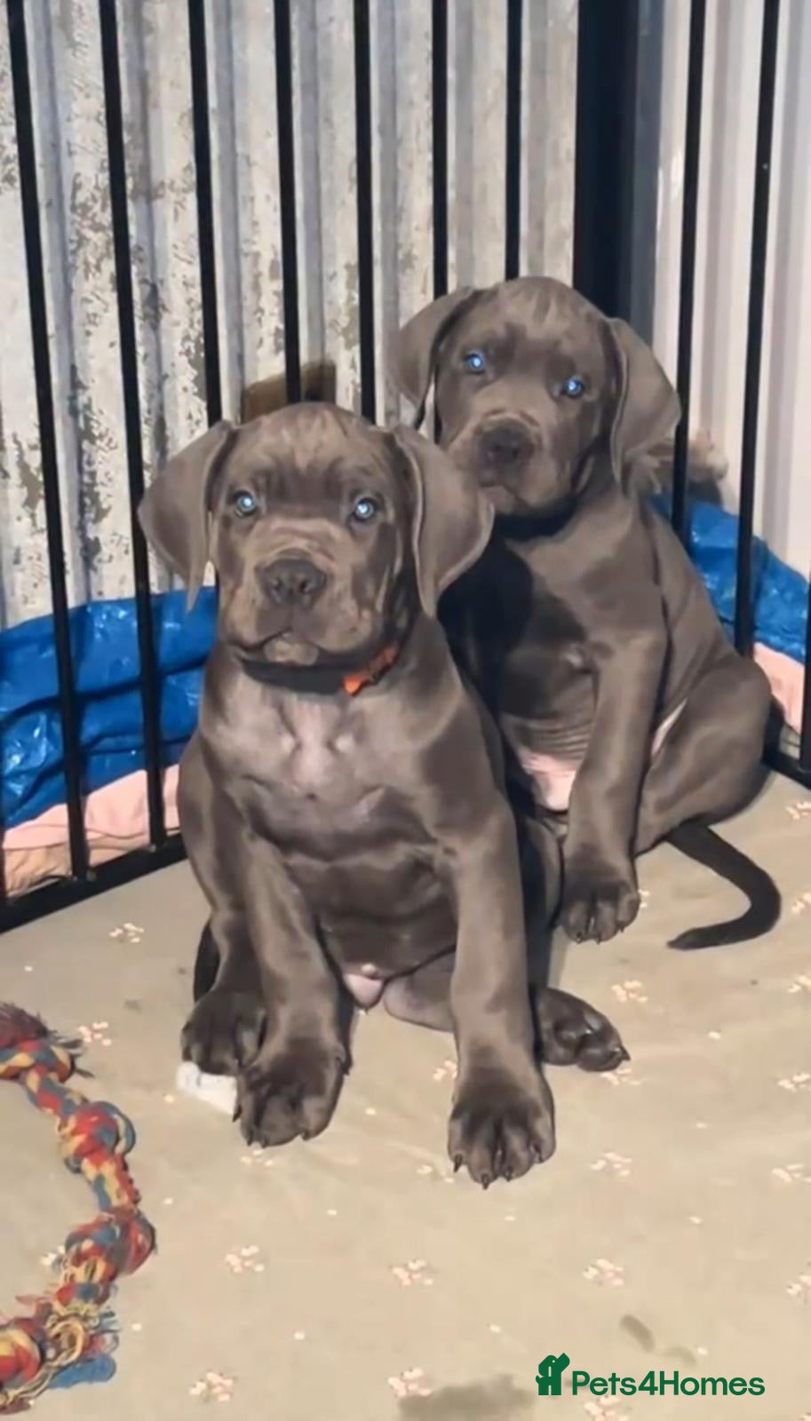 Cane Corso dogs Pure Blue Cane Corso puppies for sale - Advert 2