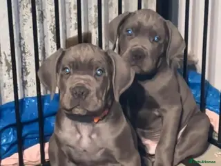 Cane Corso dogs Pure Blue Cane Corso puppies for sale - Advert 2
