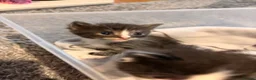 Perdoll cats for sale: 5 little baby’s  - Advert 9