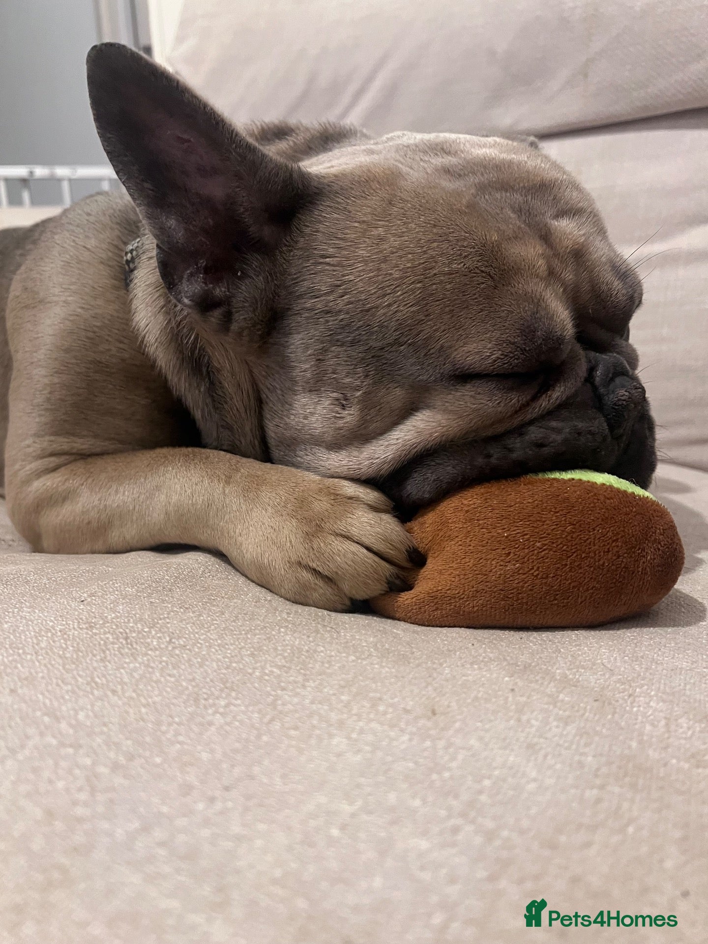 French Bulldog dogs 6 year old french bulldog  - Advert 3