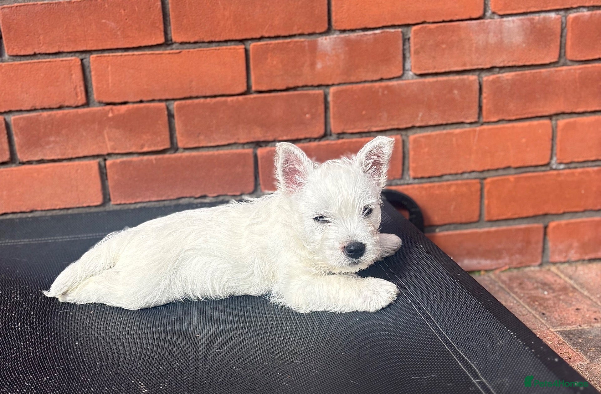 West Highland Terrier dogs West highland white terrier puppies  - Advert 2
