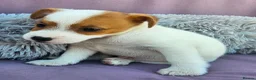 Jack Russell dogs for sale: Jack Russell puppies 🐶  - Advert 7