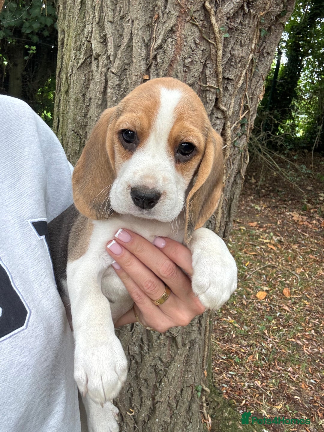 Beagle dogs for sale: BEAUTIFUL KC REG BEAGLES  - Image 8